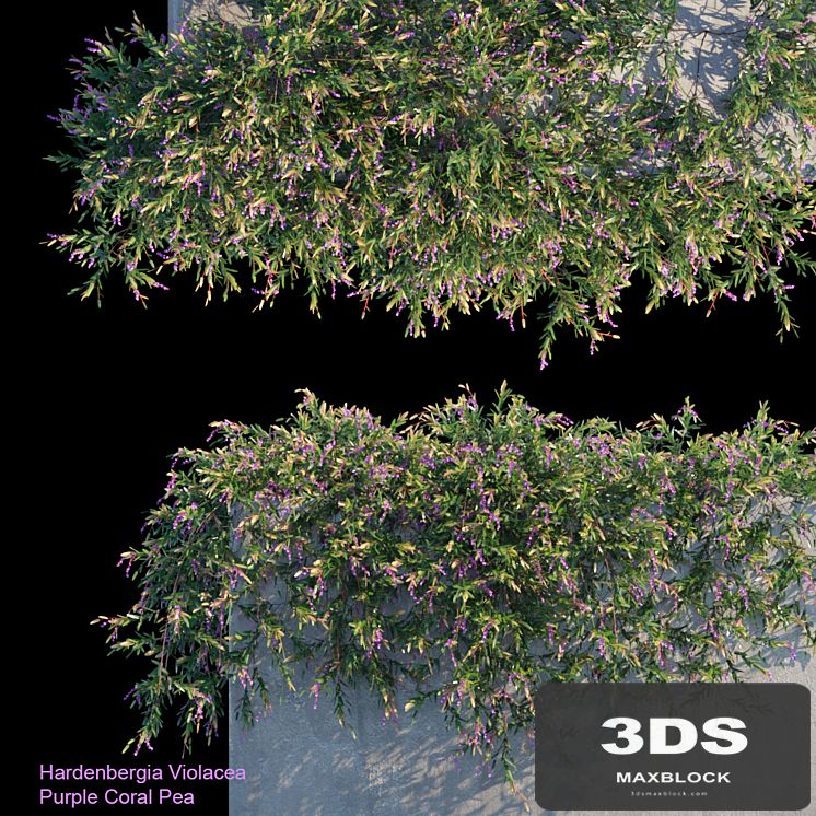 Purple Coral Pea Creeper