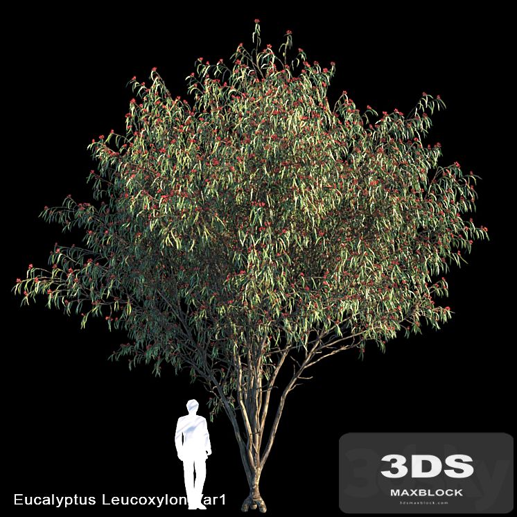 Eucalyptus Leucoxylon Var1