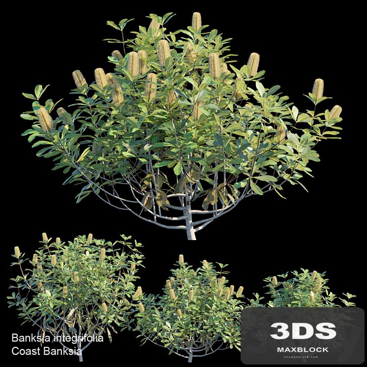 Coast banksia bush