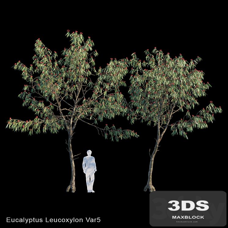 Eucalyptus Leucoxylon Var5