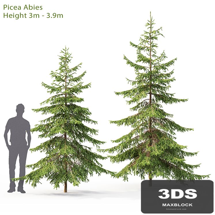 Spruce
