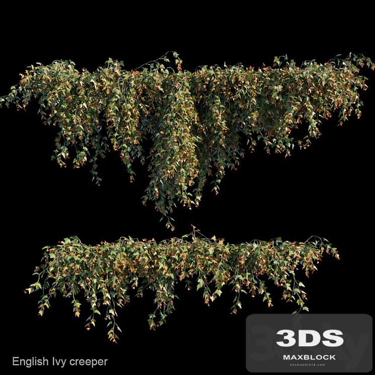 English Ivy creeper
