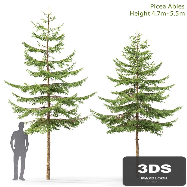 Spruce