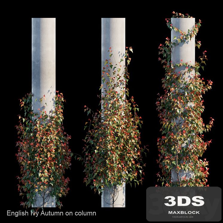 English Ivy Autumn on column