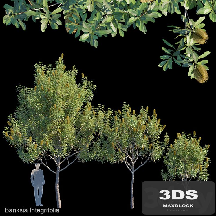 Banksia Integrifolia