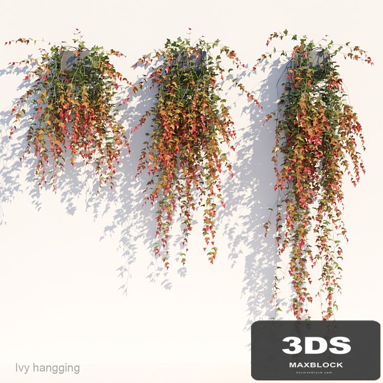 Ivy in pot hanging V1
