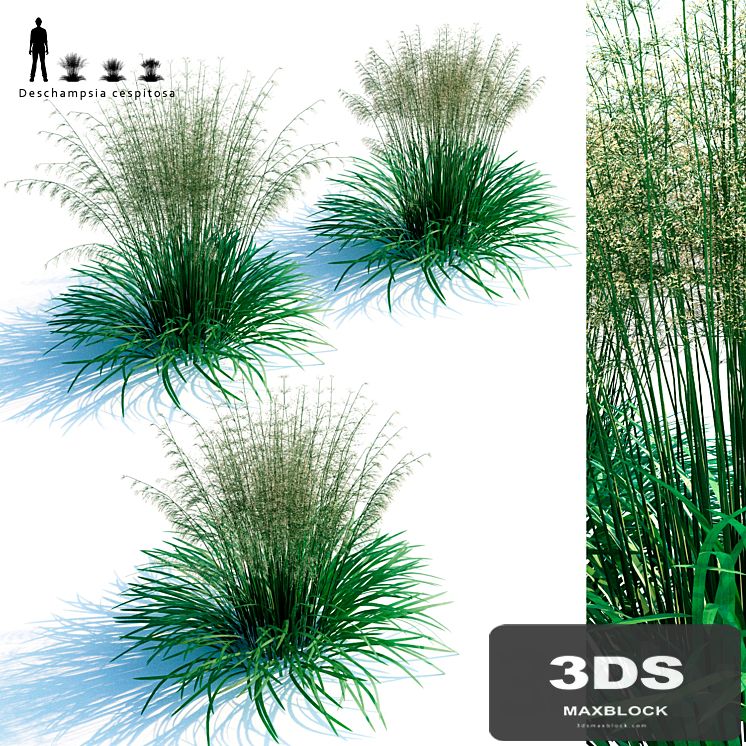 Lugovik turfy (Pike) | Deschampsia cespitosa