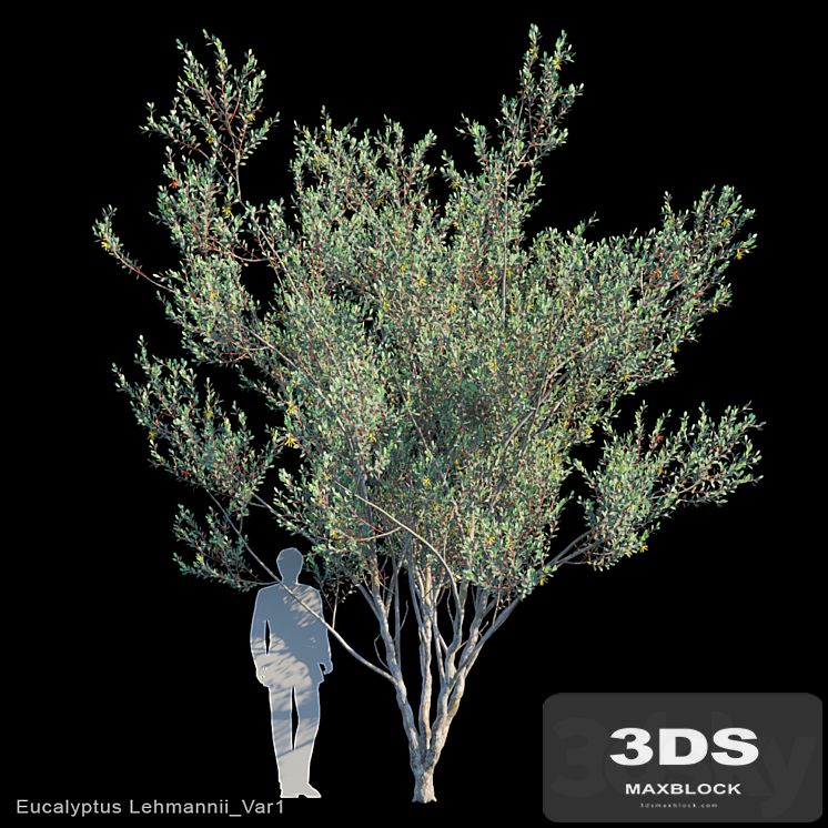 Eucalyptus Lehmannii Var1