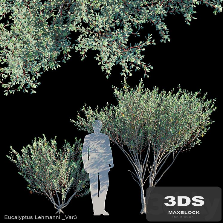 Eucalyptus Lehmannii Var3