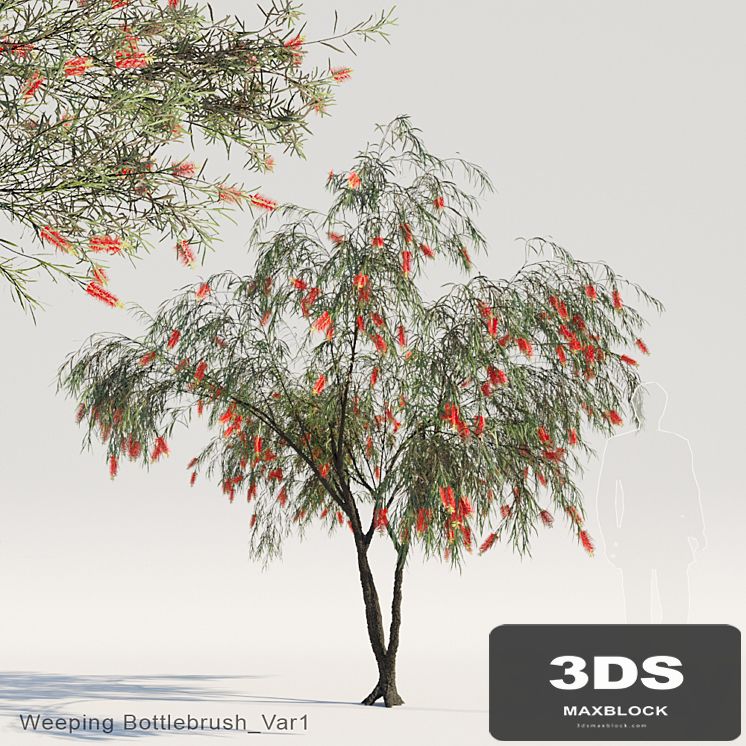 Weeping Bottlebrush Var1