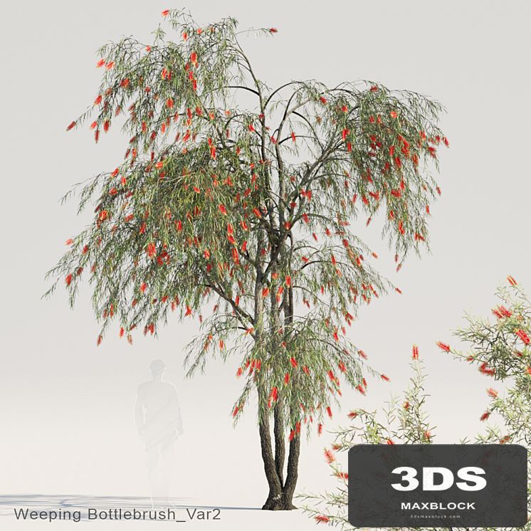 Weeping Bottlebrush Var2