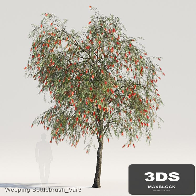 Weeping Bottlebrush Var3