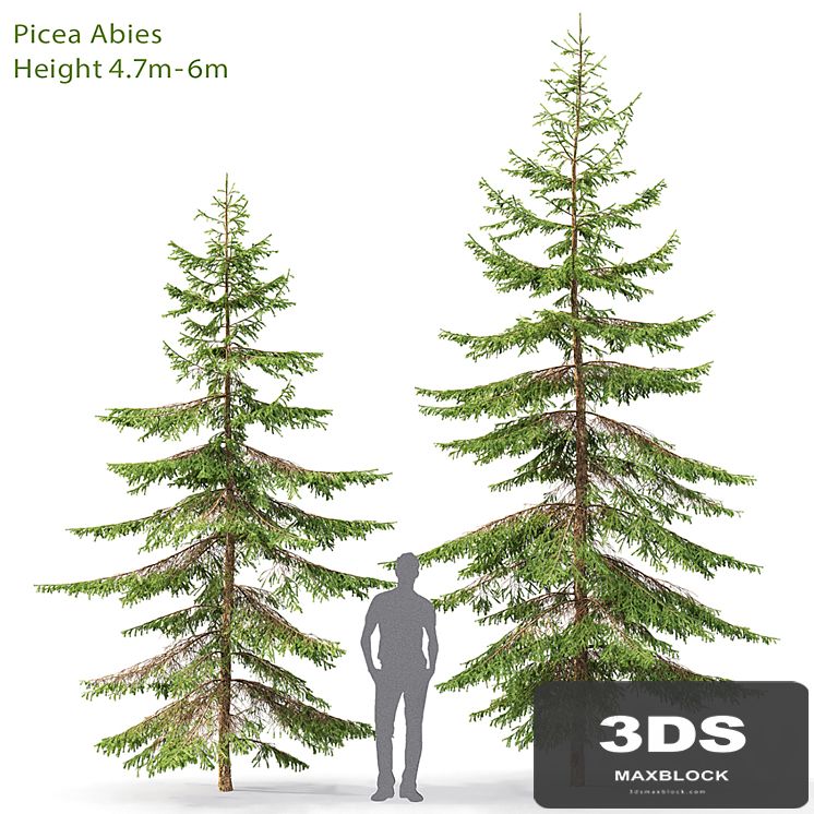 Spruce
