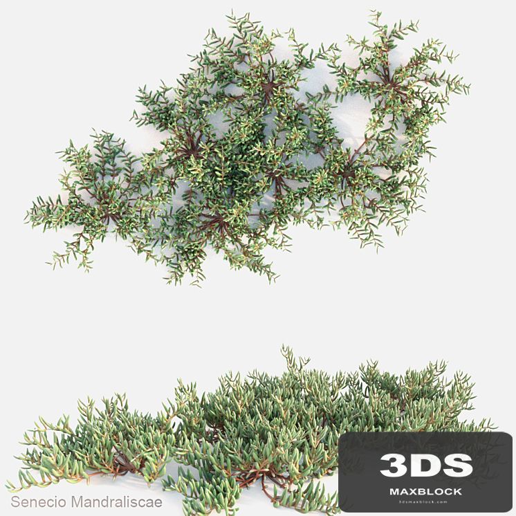 Senecio mandraliscae