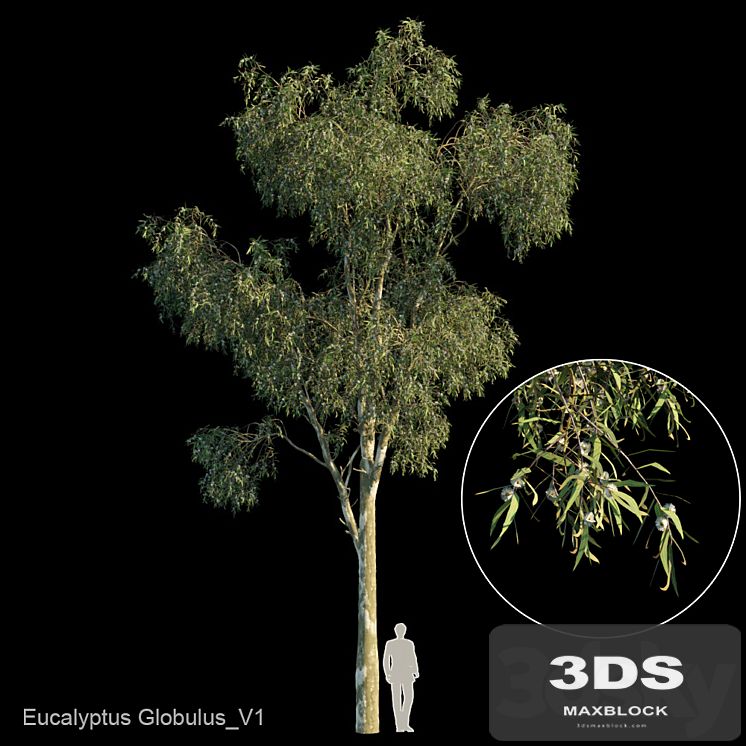 Eucalyptus globulus var1