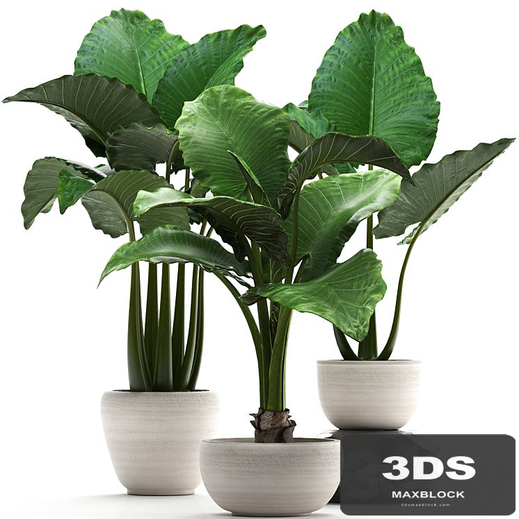 Plant collection 263. Alocasia, white pot, exotic plant, flowerpot, outdoor, bushes
