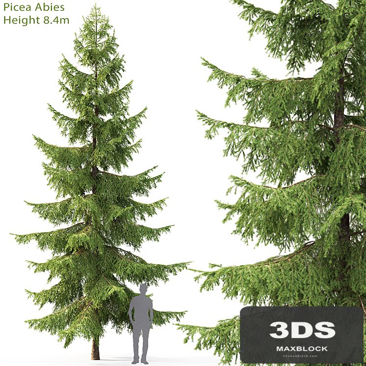 Spruce