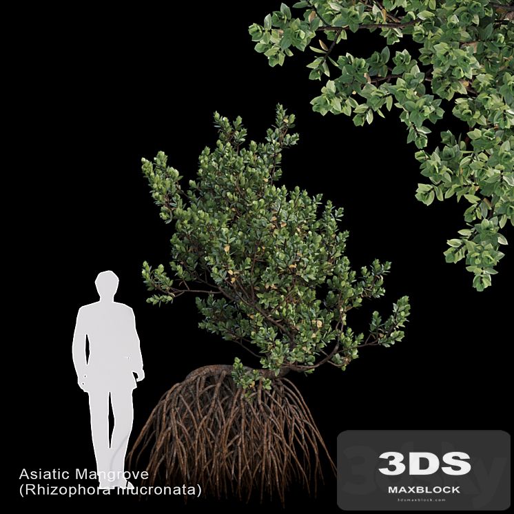 Rhizophora mucronata Var3