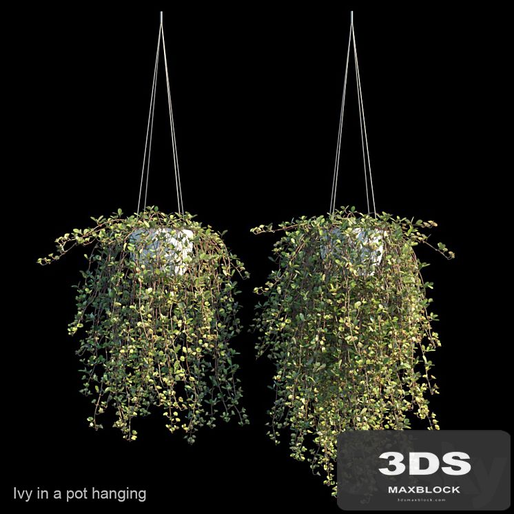 Ivy in a pot hanging