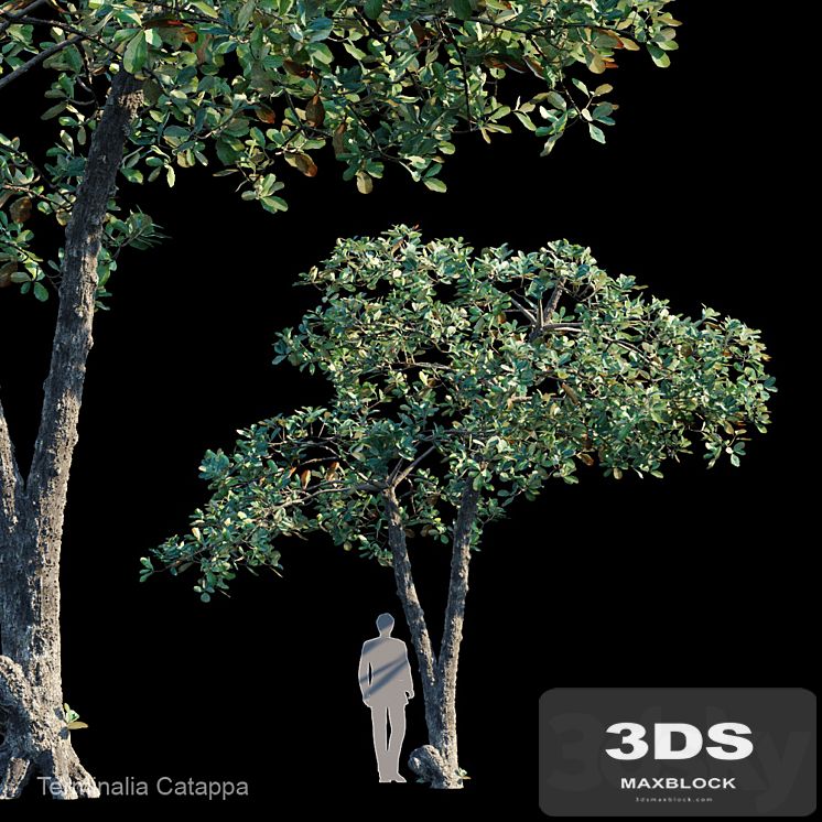 Terminalia Catappa_Var2