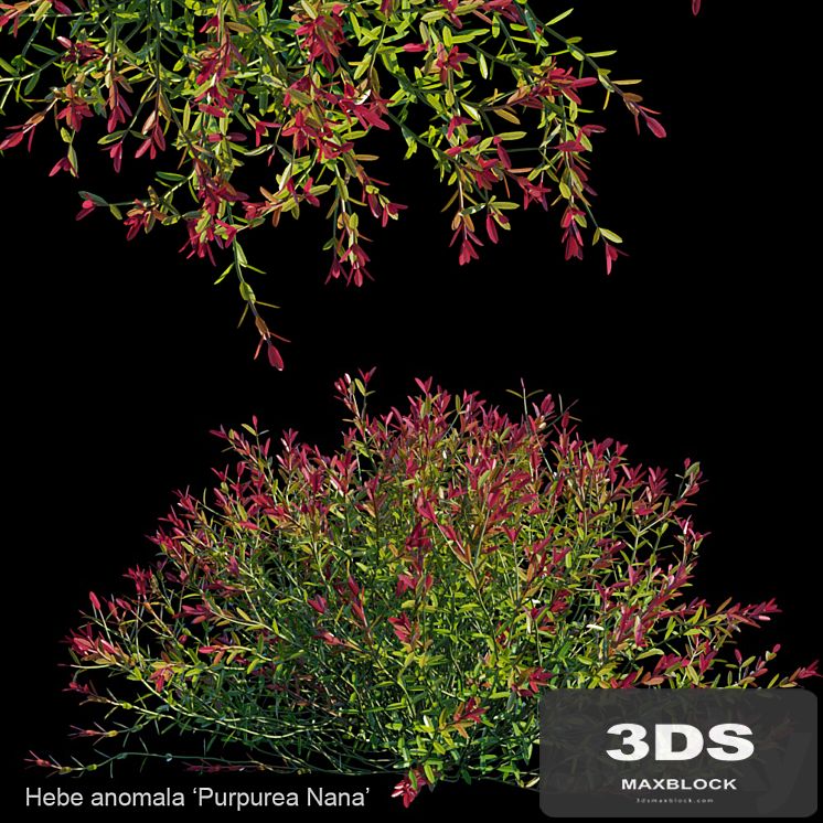 Hebe anomala: Purpurea Nana
