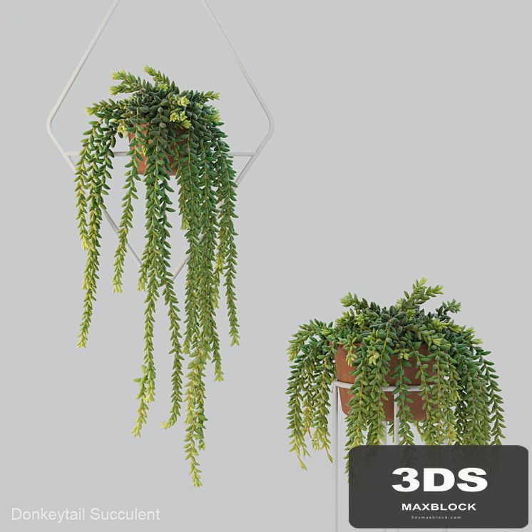 Donleytail | Burrostail succulent hanging