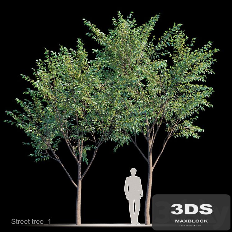 Street tree v1