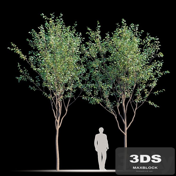 Street tree v2