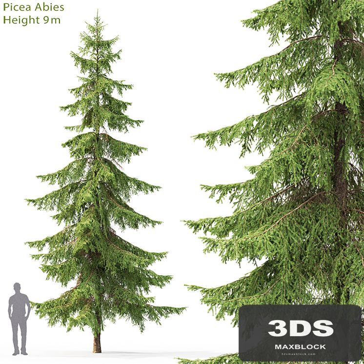 Spruce