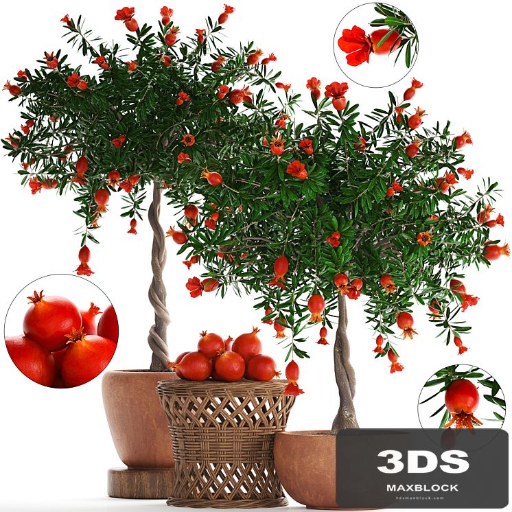 Plant Collection 264. Pomegranate tree with fruits, blooming, rattan table, flowerpot, outdoor, clay, clinker, eco design, natural materials