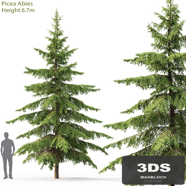 Spruce