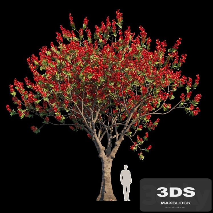Delonix Regia | Flamboyant