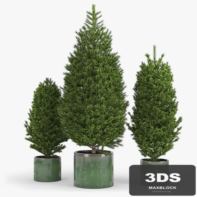 Fir tree fir