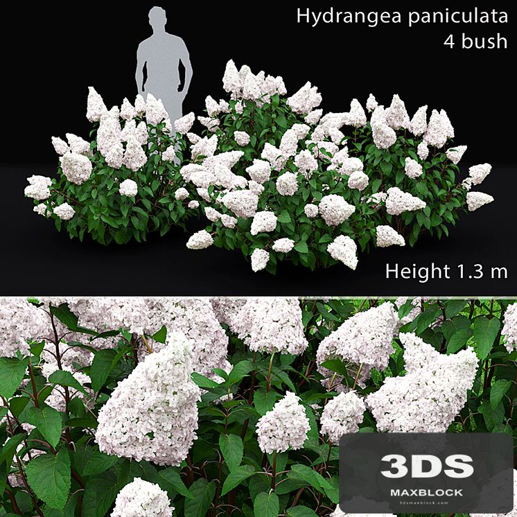 Hydrangea Paniculata