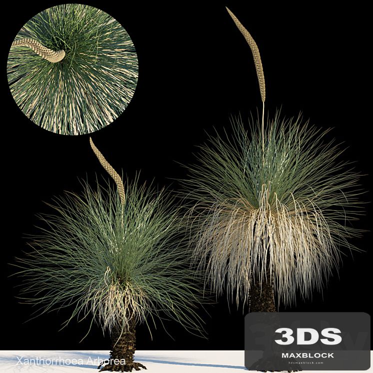 Xanthorrhoea arborea