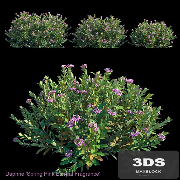 Daphne Spring Pink Eternal Fragrance