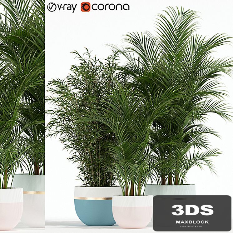 Plants collection 136