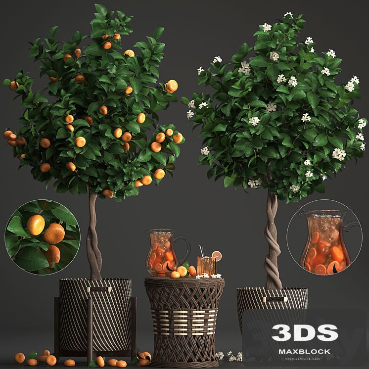 Plant collection 267. Citrus mandarin, Flowering tree, tangerine, fruit, rattan table, basket, Lemonade, carafe, cocktail, outdoor, landscaping, natural decor, eco, lemonade