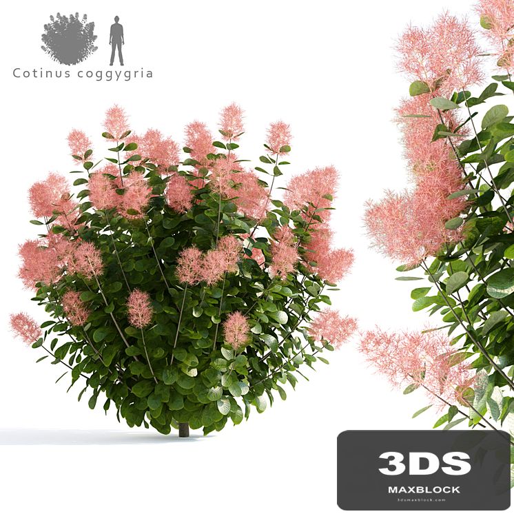 Leather Sump | Cotinus coggygria