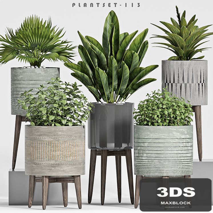 plant set-113