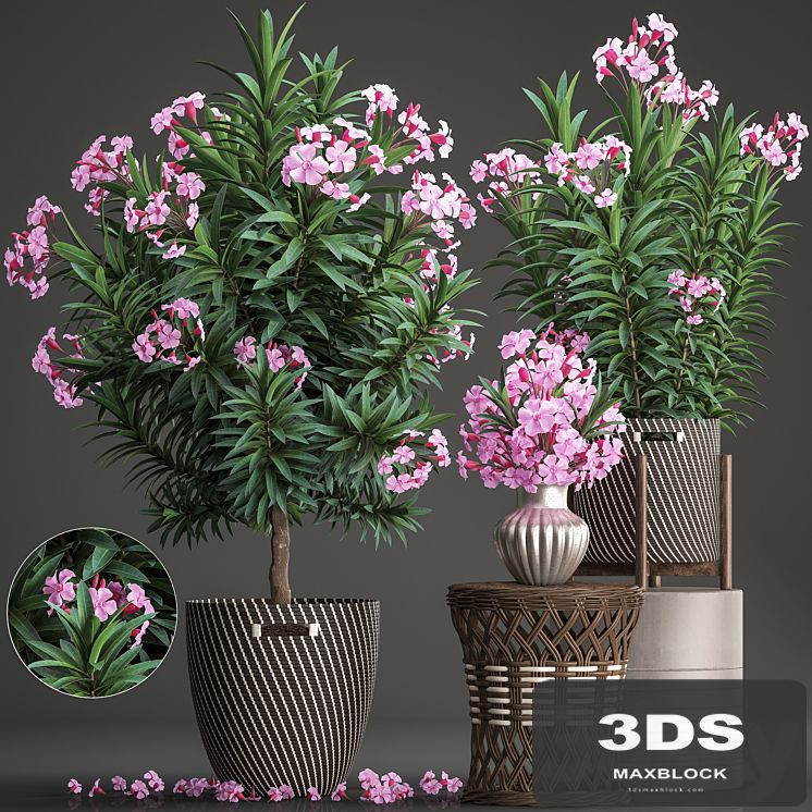 Plant collection 268. Oleander, tree, bush, basket, rattan table, flower bouquet, outdoor flowerpot, landscaping, garden, flowering tree