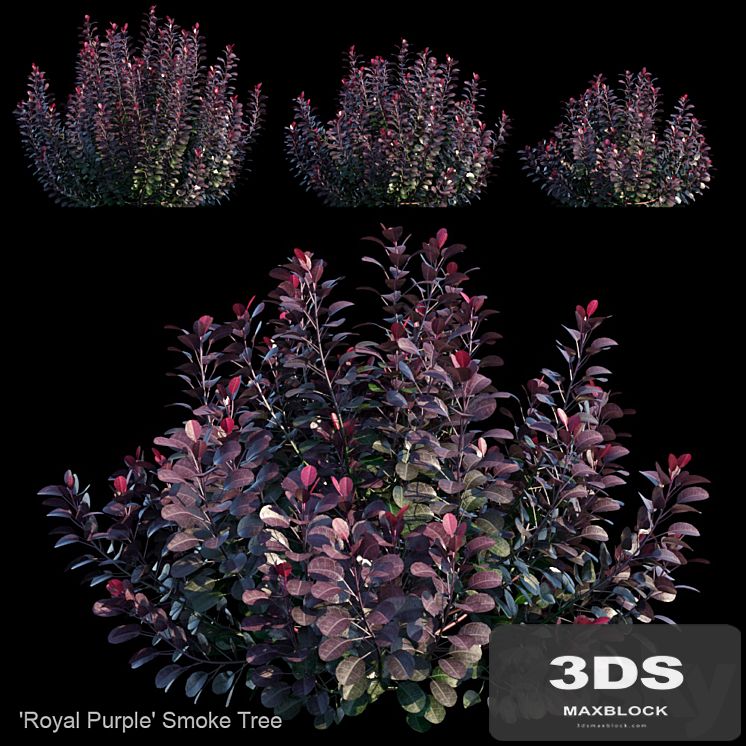 Royal Purple Smoke Tree | Cotinus coggygria
