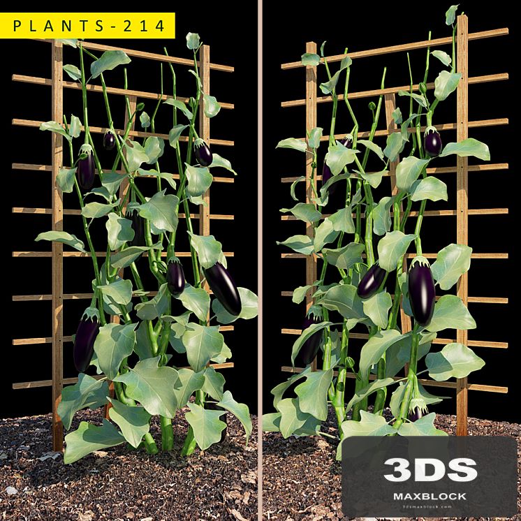 PLANTS 214