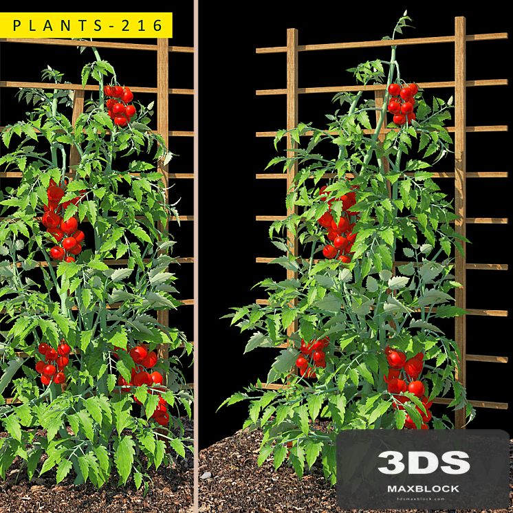 plants 216