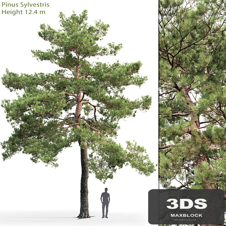 Pinus Sylvestris # 13 (12.4m)