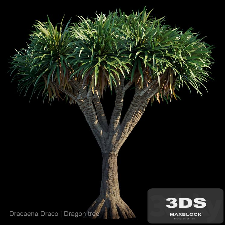 Dracaena Draco | Dragon tree