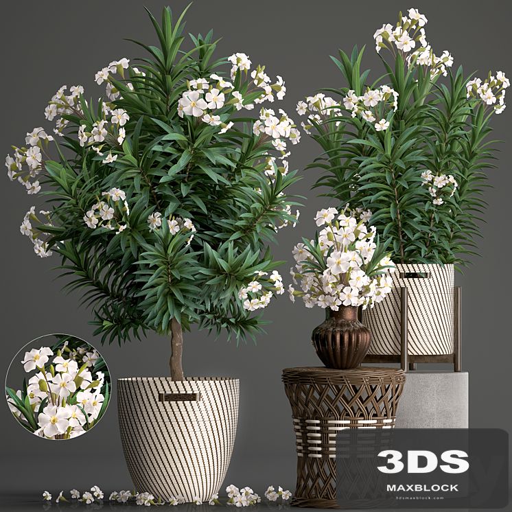 Plant collection 269. Nerium oleander, Oleander, white basket, flowering tree, white flowers, rattan table, outdoor, garden, park, landscape design, eco