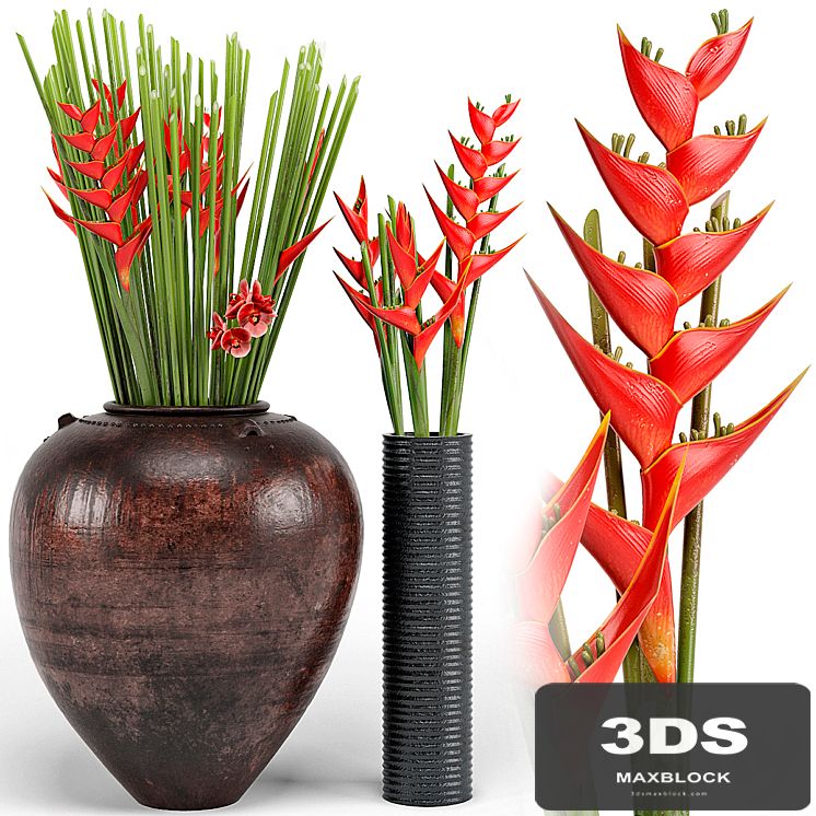 Tropical floor plants