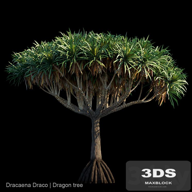 Dracaena Draco | Dragon tree