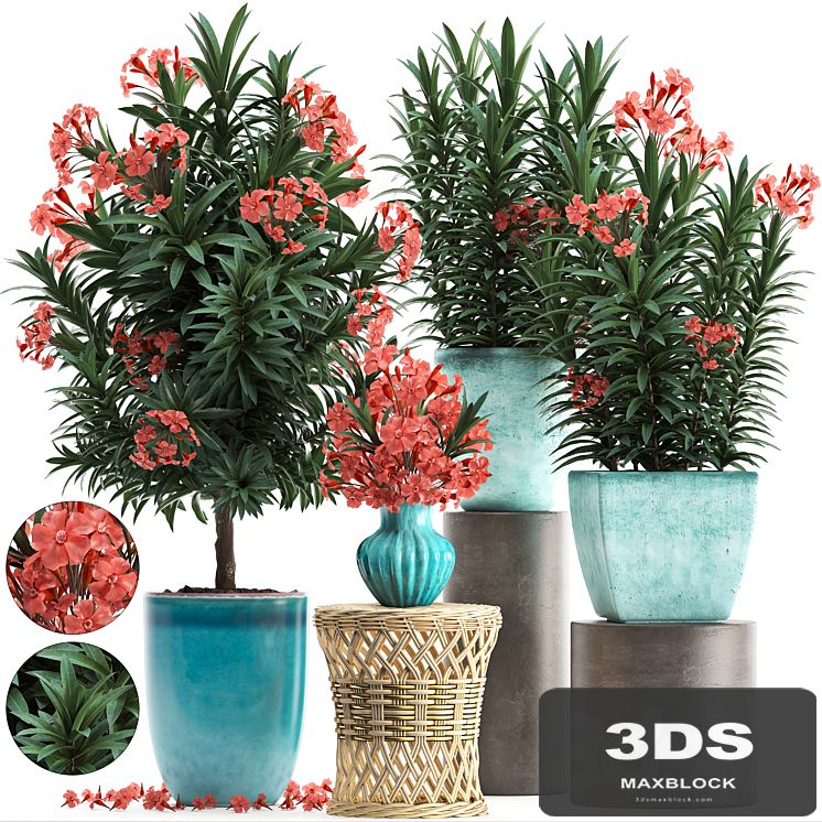 Plant Collection 270. Nerium oleander, flowering tree, pot, flowerpot, bush, bouquet, indoor plants, garden plants, landscaping, for the park, garden